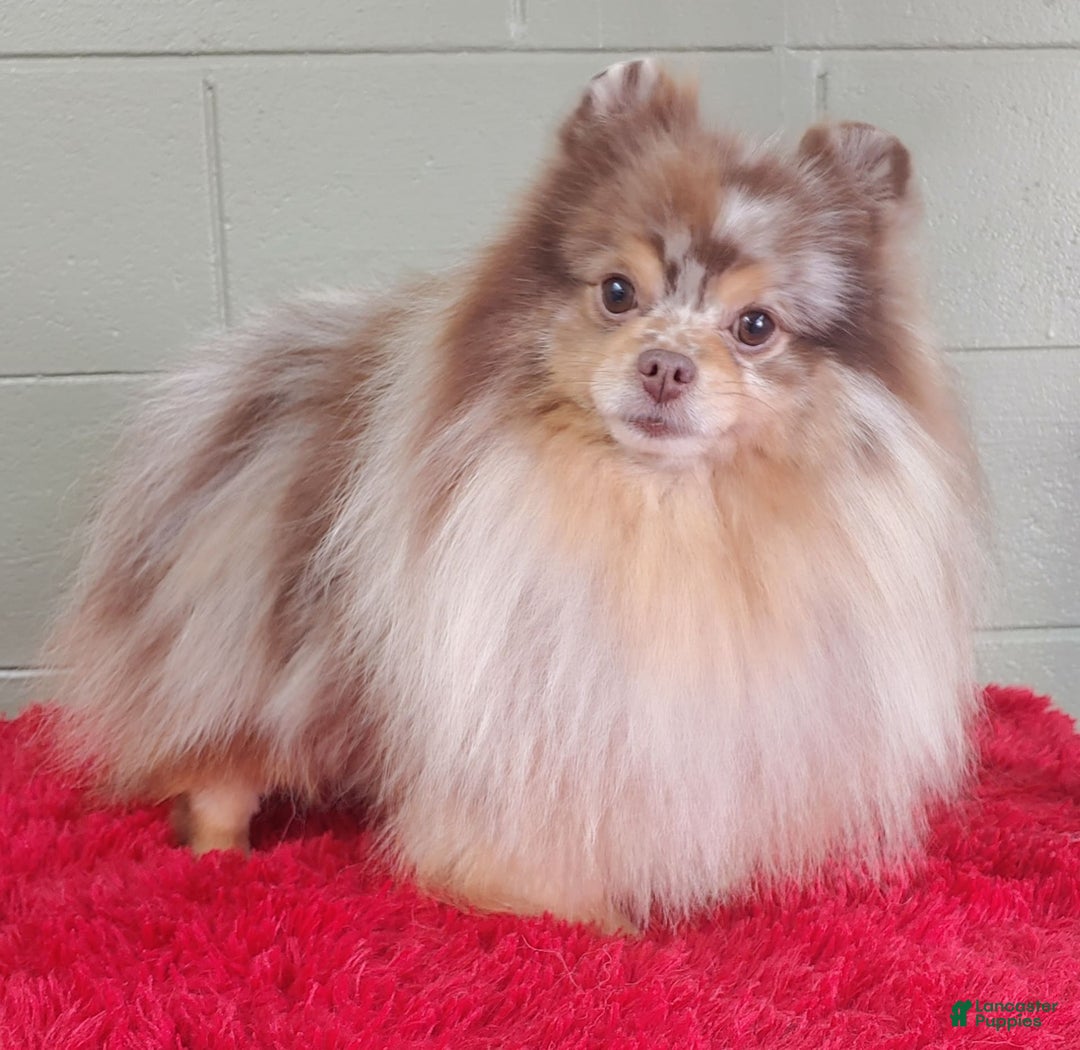Pomeranian dogs for sale: Santiago - Image 13