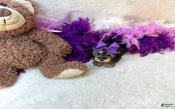 Yorkiepoo dogs for sale: Wren - Image 5