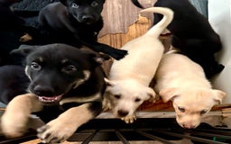 Belgian Malinois dogs for sale: Britta - Image 5