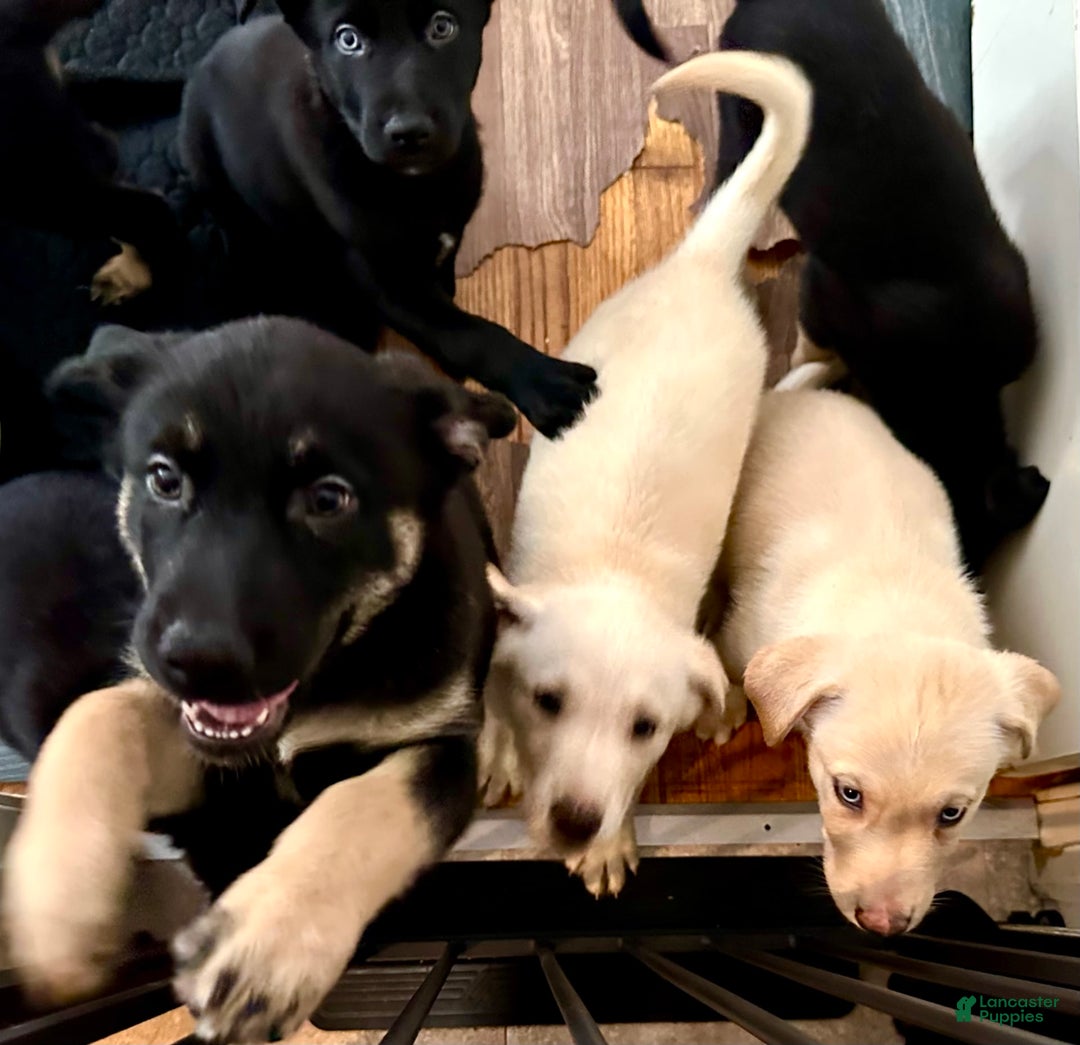 Belgian Malinois dogs for sale: Britta - Image 5