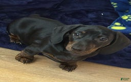 Miniature Dachshund dogs for sale: Maya - Image 6