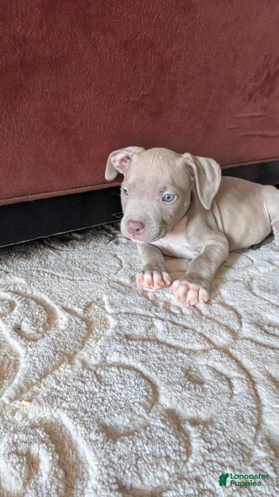 American Bully dogs for sale: Yellow Boy - Image 5