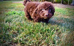 Havapoo dogs for sale: Jesse - Image 10
