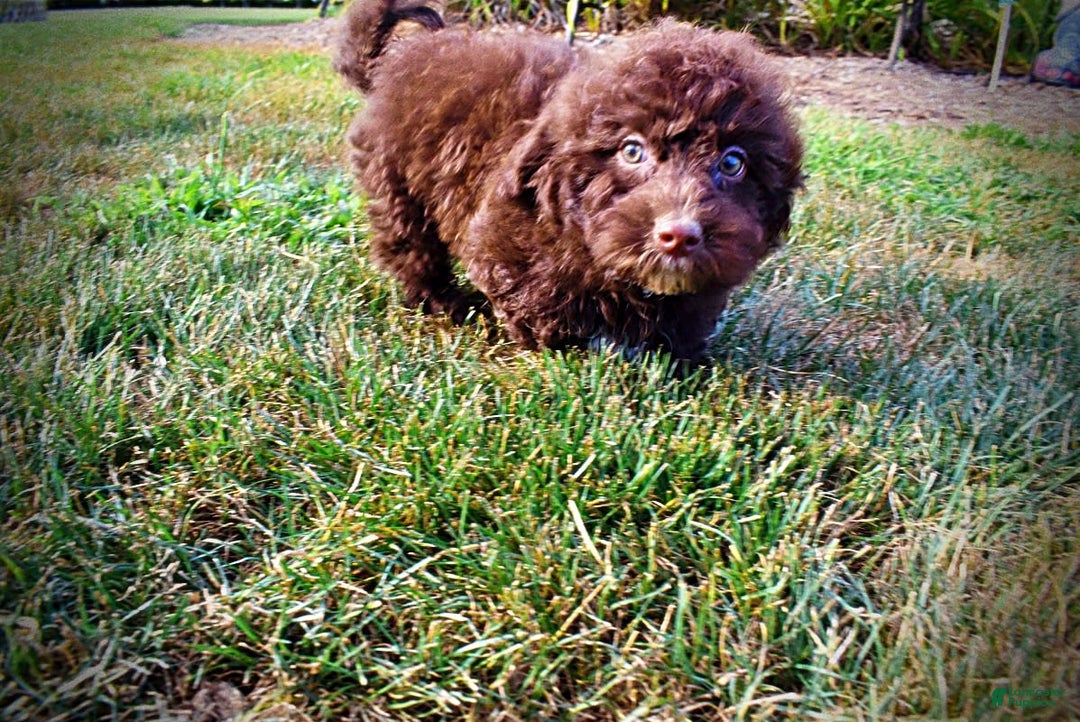 Havapoo dogs for sale: Jesse - Image 10