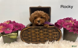 Maltipoo dogs for sale: Rocky - Image 2
