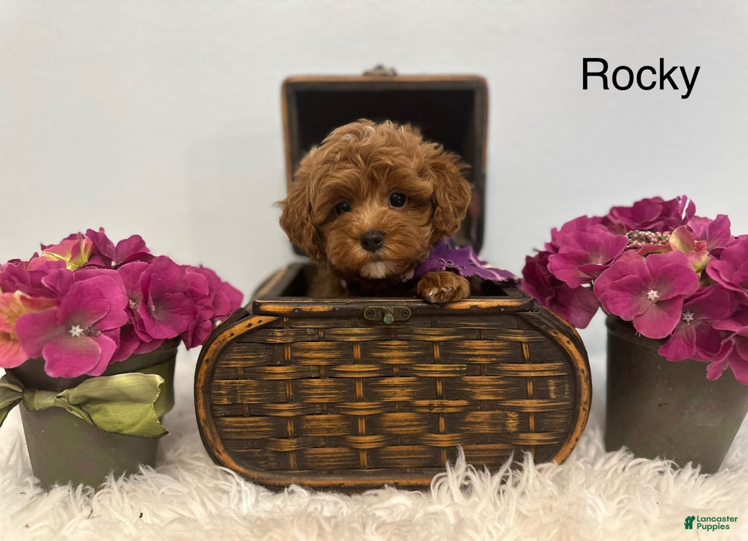 Maltipoo dogs for sale: Rocky - Image 2