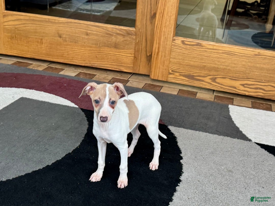 Italian Greyhound dogs for sale: Cindy - Image 4