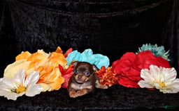Chihuahua dogs for sale: Whitaker - Image 5