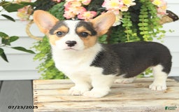 Welsh Corgi Pembroke dogs for sale: Precious - Image 5
