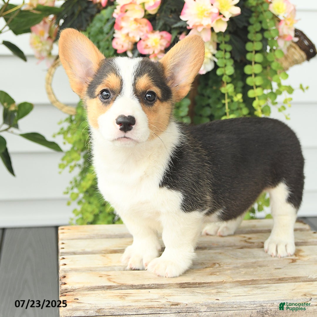Welsh Corgi Pembroke dogs for sale: Precious - Image 5