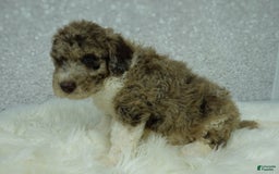 Newfypoo dogs for sale: Archie F1b - Image 1