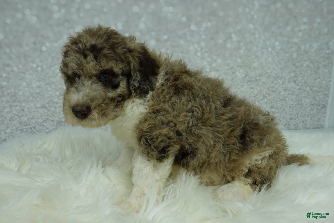 Newfypoo dogs for sale: Archie F1b - Image 1