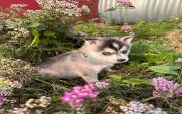 Alaskan Klee Kai dogs for sale: Addie Blue - Image 2