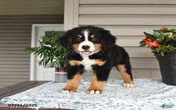 Bernese Mountain Dog dogs for sale: Blossom - Image 9