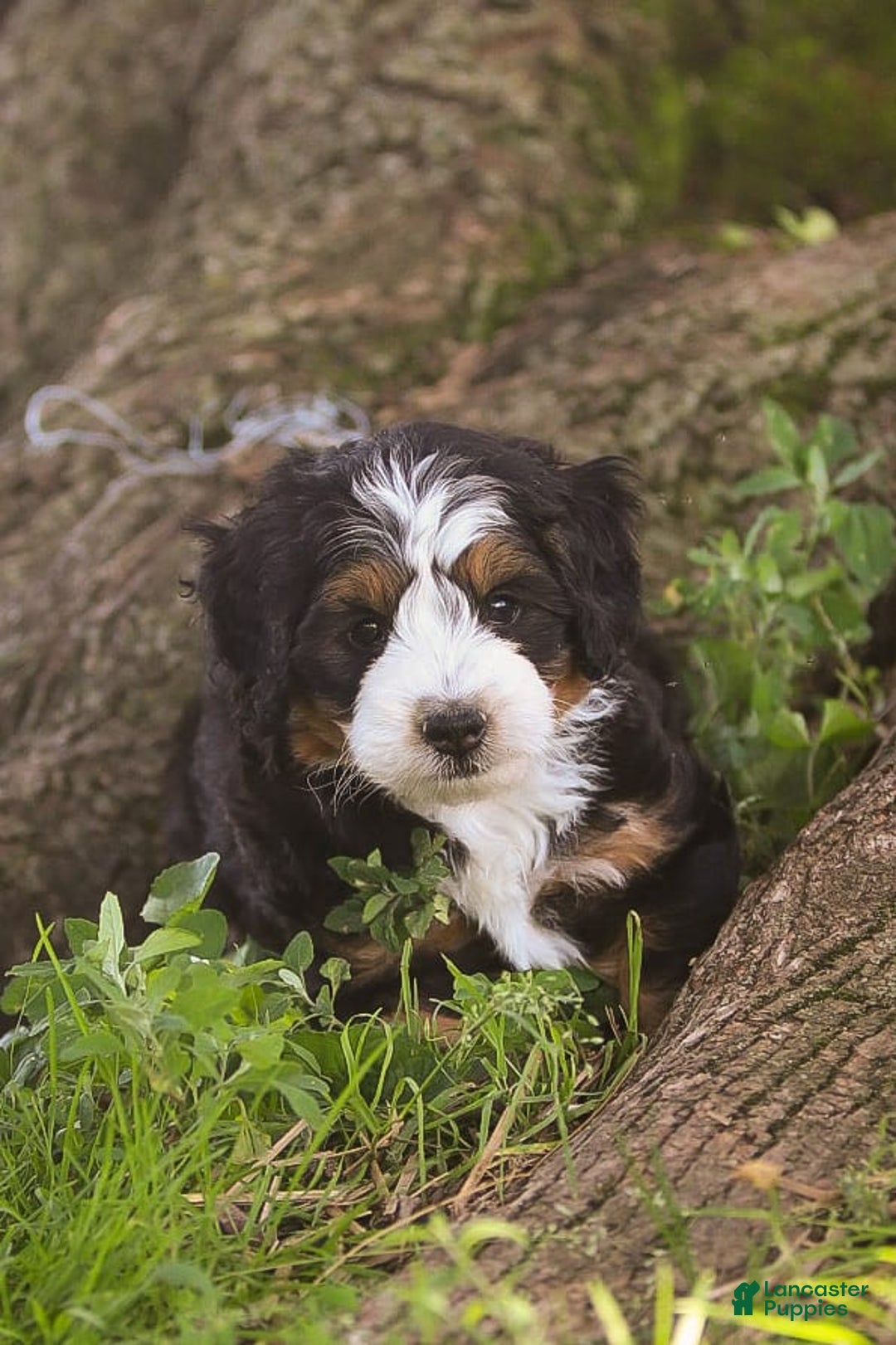 Mini Bernedoodle dogs for sale: Mary - Image 14