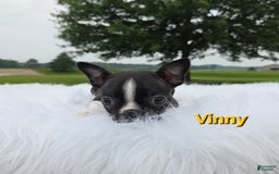 Boston Terrier dogs for sale: Vinny - Image 3