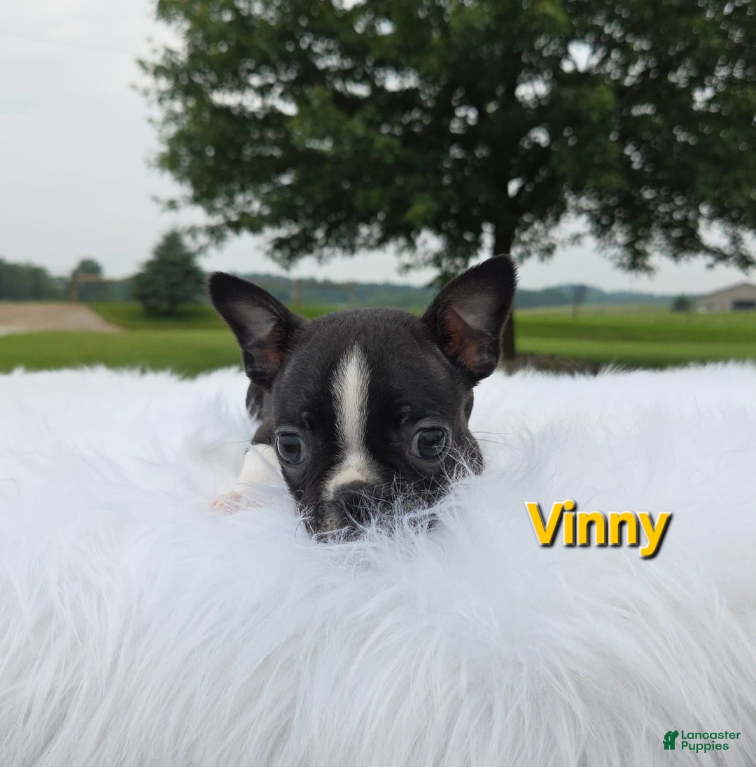 Boston Terrier dogs for sale: Vinny - Image 3