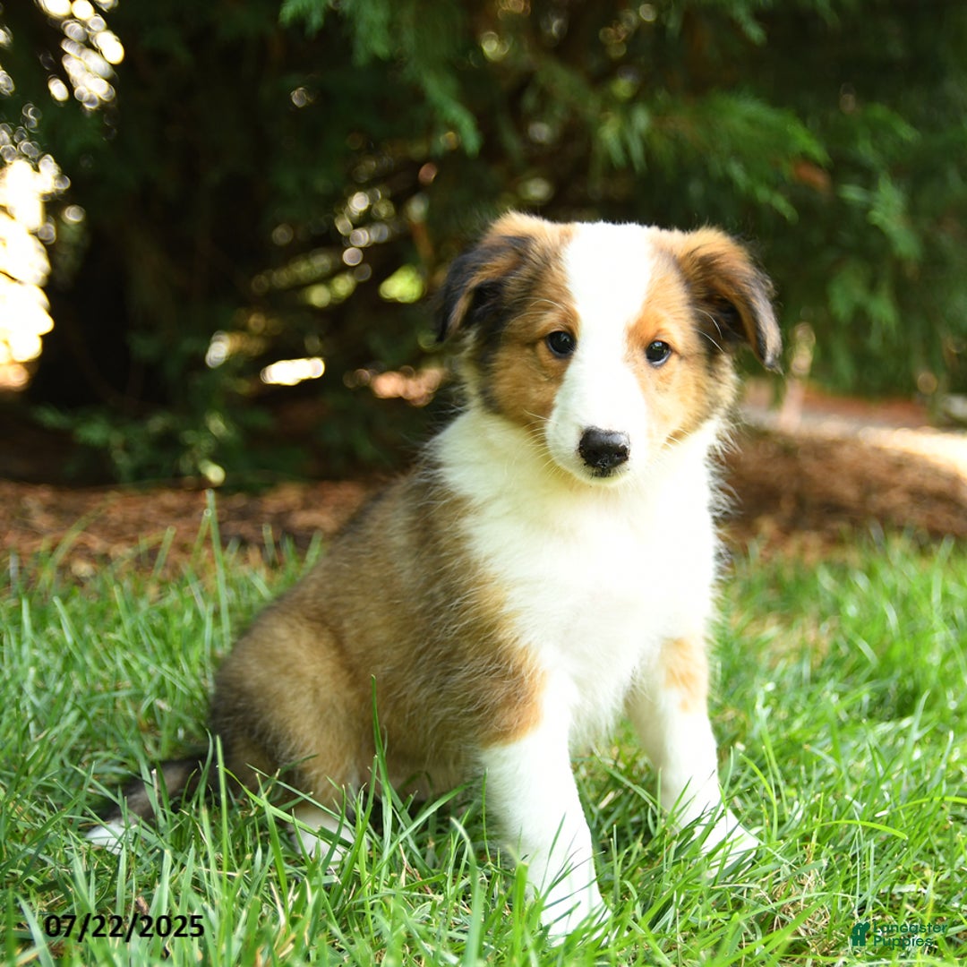 Shetland Sheepdog dogs for sale: Lightning - Image 1