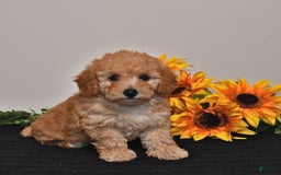 Miniature Poodle dogs for sale: Cassie - Image 2