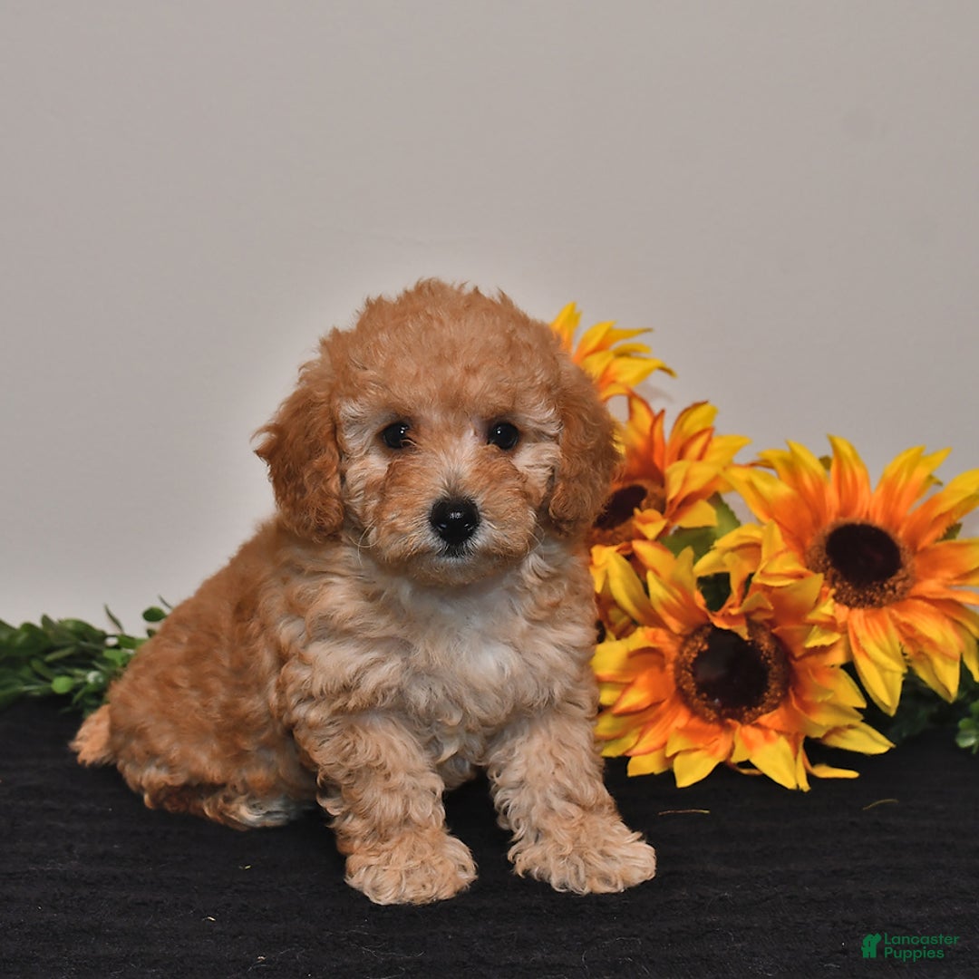 Miniature Poodle dogs for sale: Cassie - Image 2