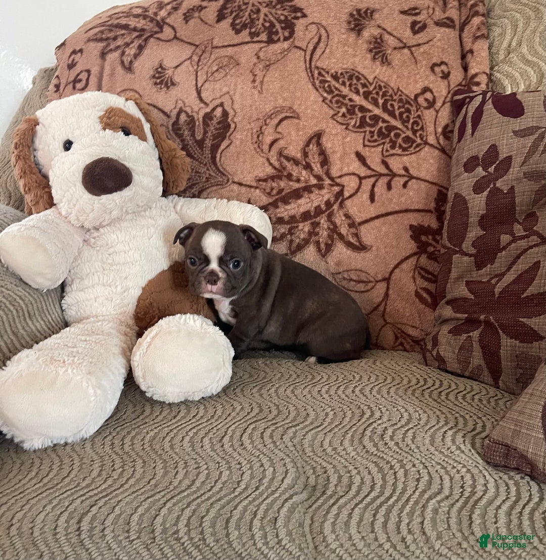 Boston Terrier dogs for sale: Theo - Image 3