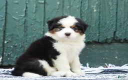 Australian Shepherd dogs for sale: Dakota - Image 2