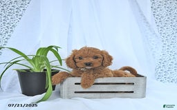 Cavapoo dogs for sale: Ryder - Image 5