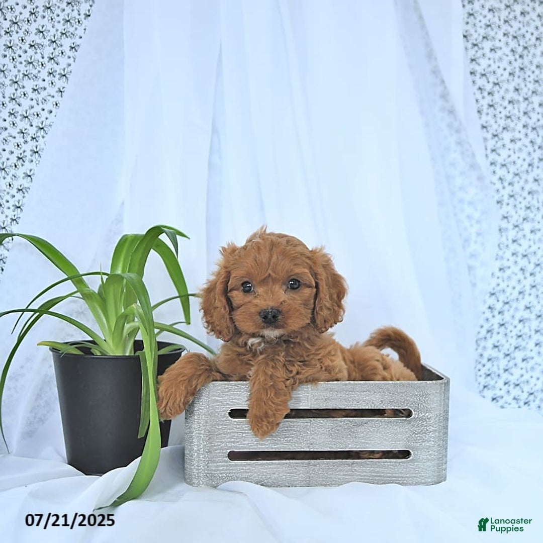 Cavapoo dogs for sale: Ryder - Image 5