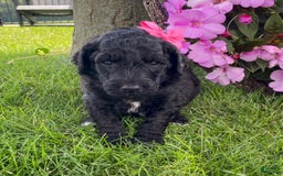 Standard Poodle dogs for sale: Rosebud - Image 6