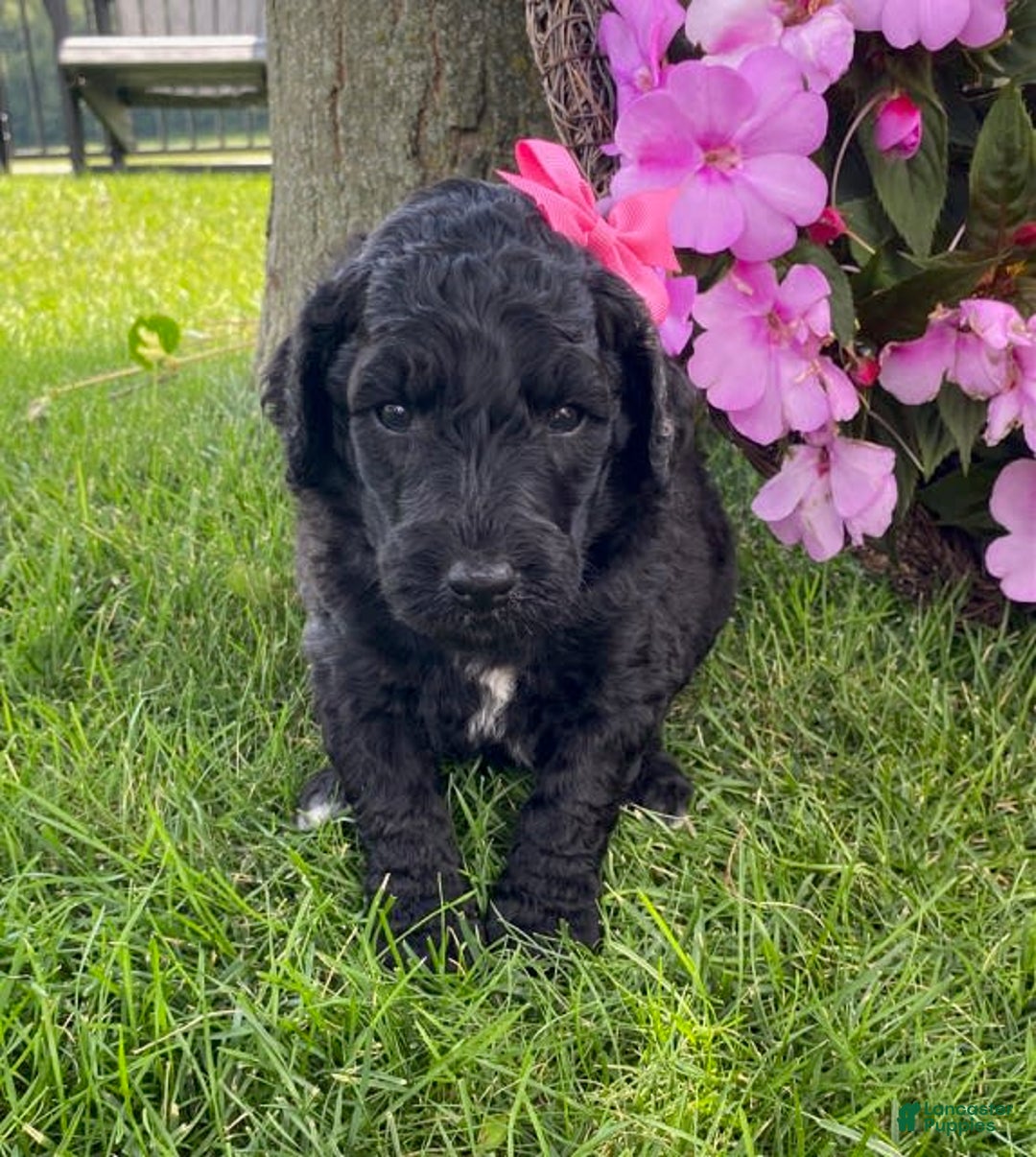 Standard Poodle dogs for sale: Rosebud - Image 6