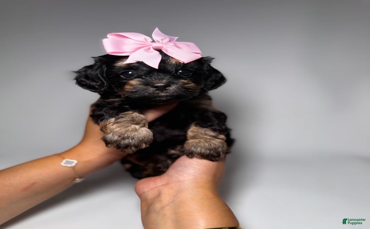 Maltipoo dogs for sale - Ad 5