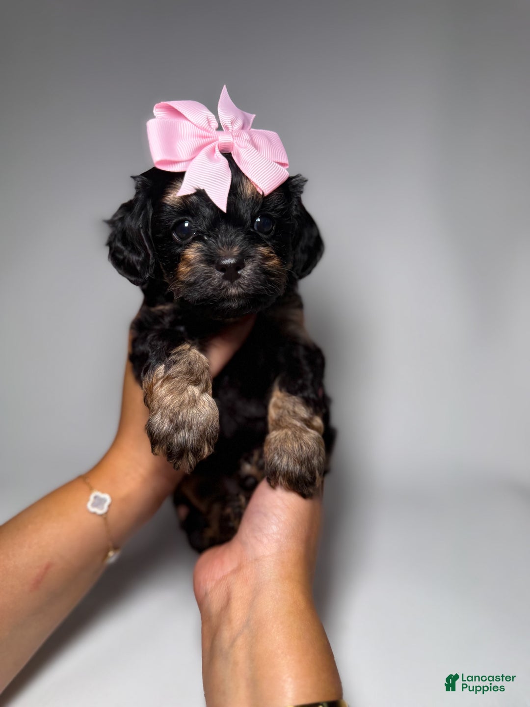 Maltipoo dogs for sale: Tiny Silk - Image 1