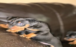 Miniature Pinscher dogs for sale: Coal - Image 2