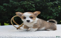 Welsh Corgi Pembroke dogs for sale: Rose - Image 2