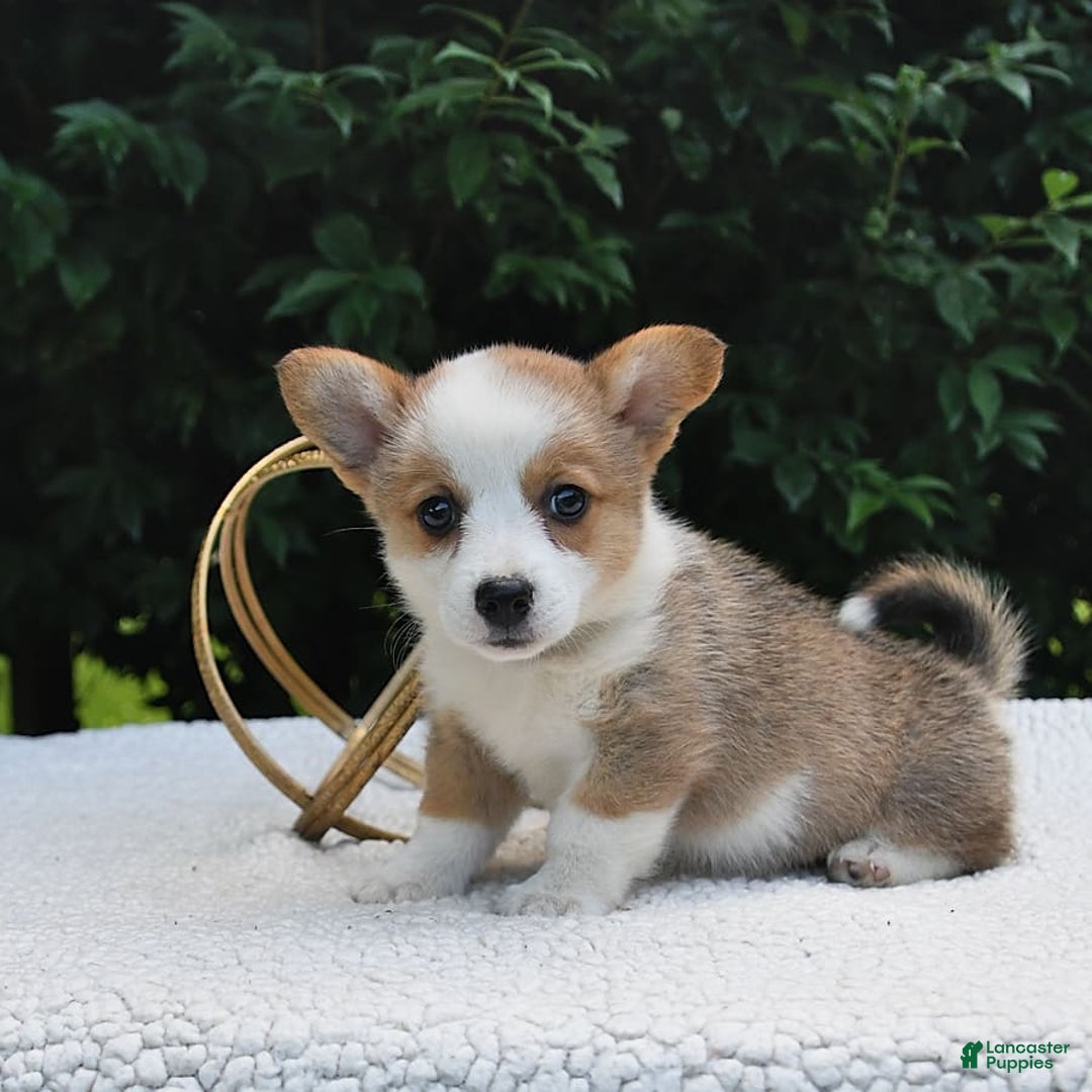 Welsh Corgi Pembroke dogs for sale: Rose - Image 2