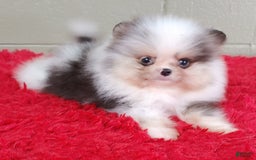Pomeranian dogs for sale: Chip - Image 4