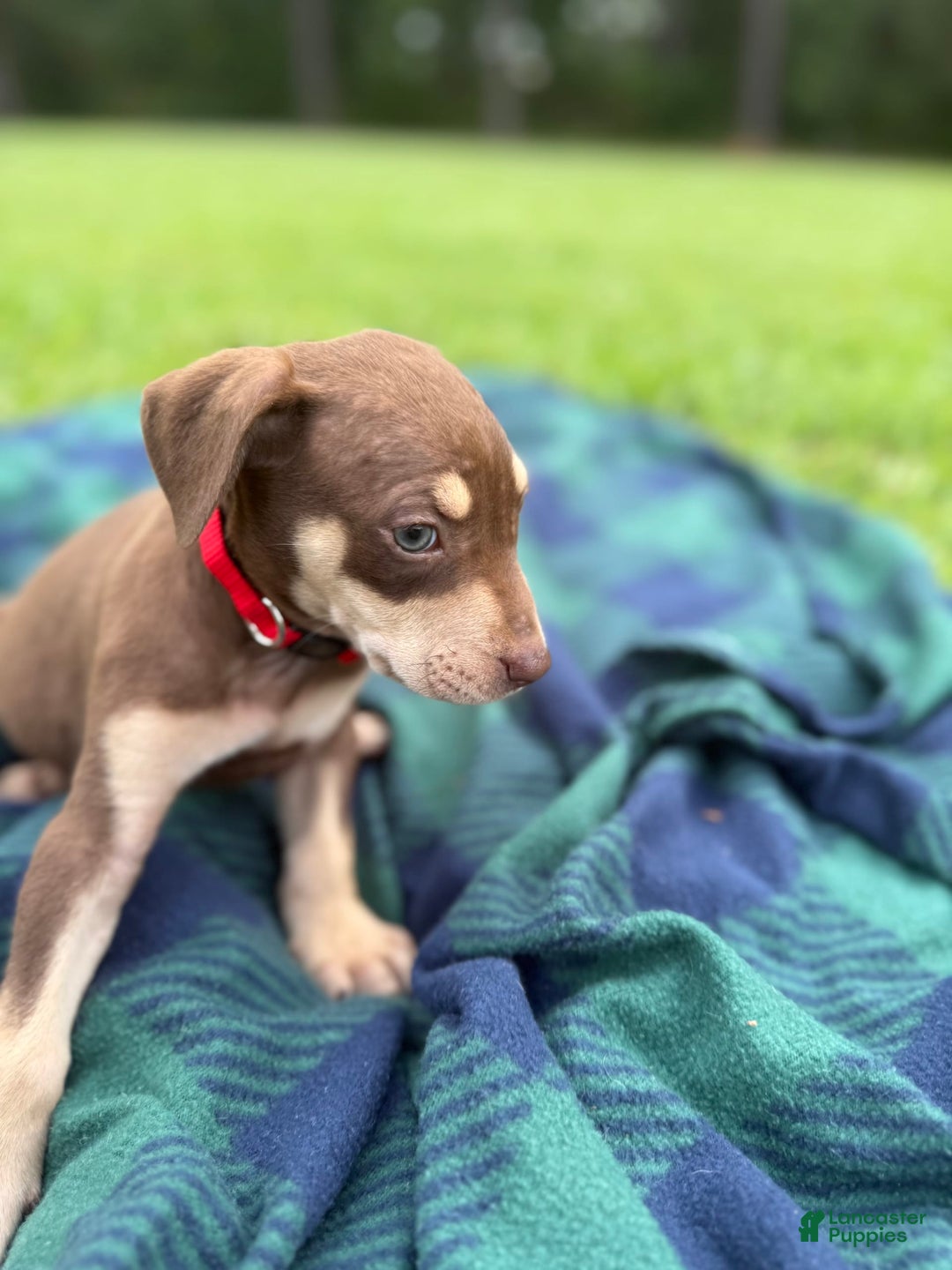 Catahoula Leopard Dog dogs for sale: Red - Image 1