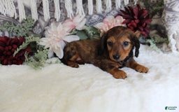 Miniature Dachshund dogs for sale: Gracie - Image 5
