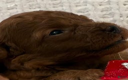 Toy Poodle dogs for sale: Dulce - Image 4