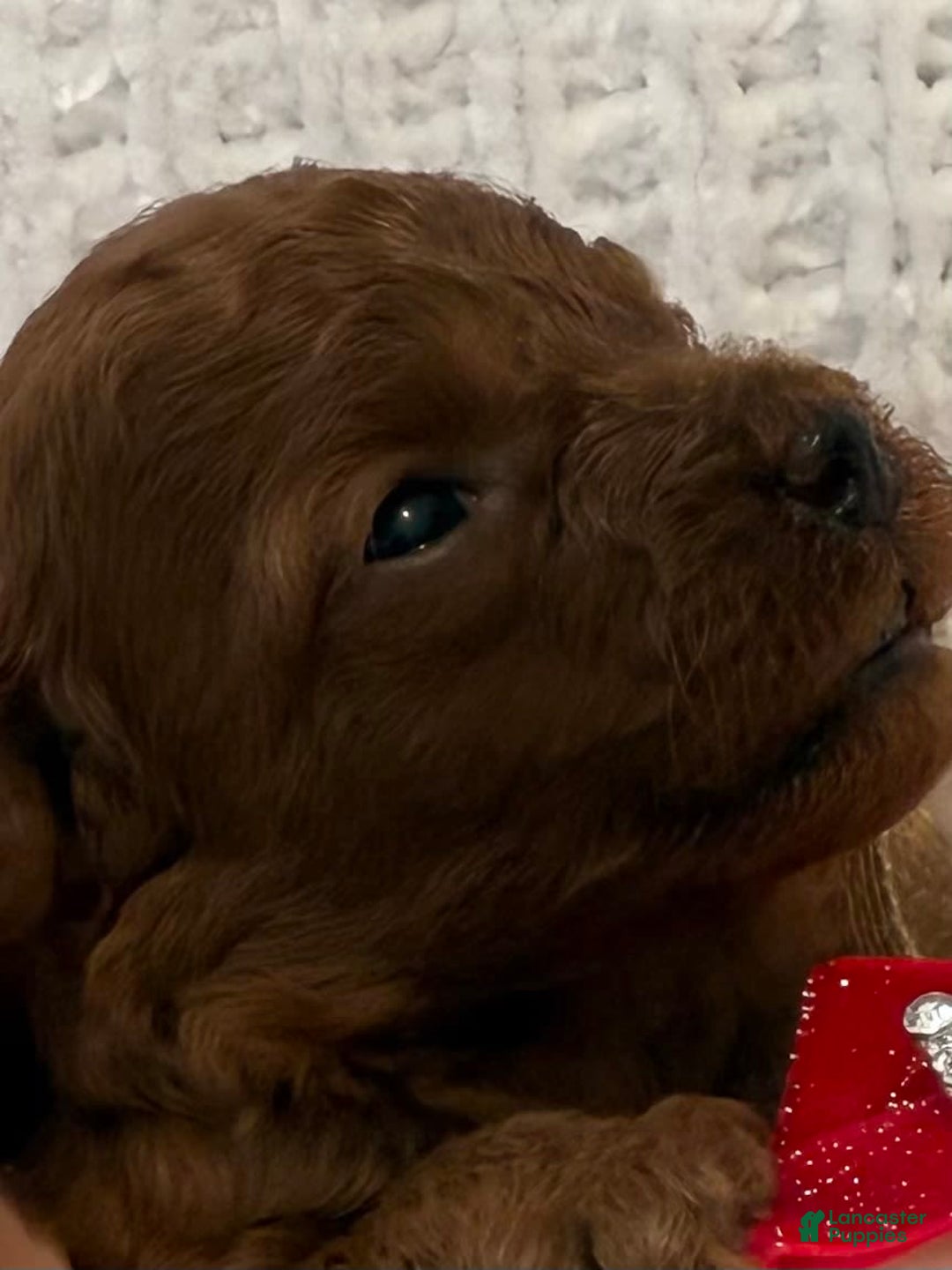 Toy Poodle dogs for sale: Dulce - Image 4