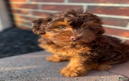 Cockapoo dogs for sale: Caramel Latte - Image 2