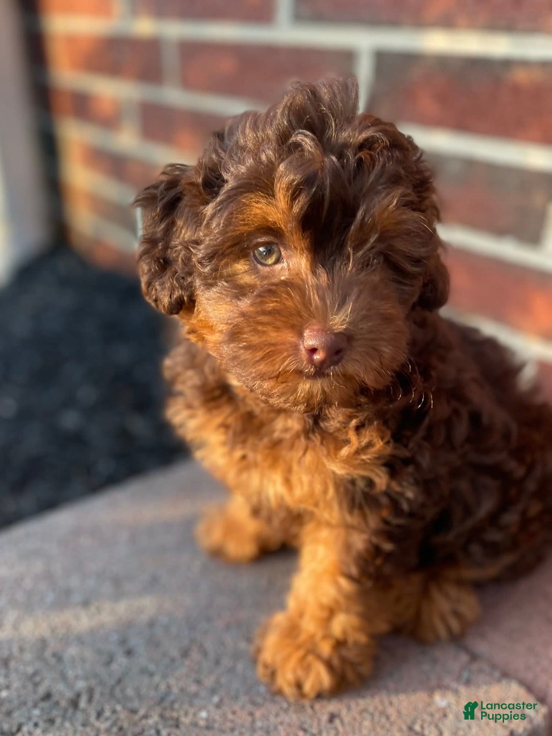 Cockapoo dogs for sale: Caramel Latte - Image 2