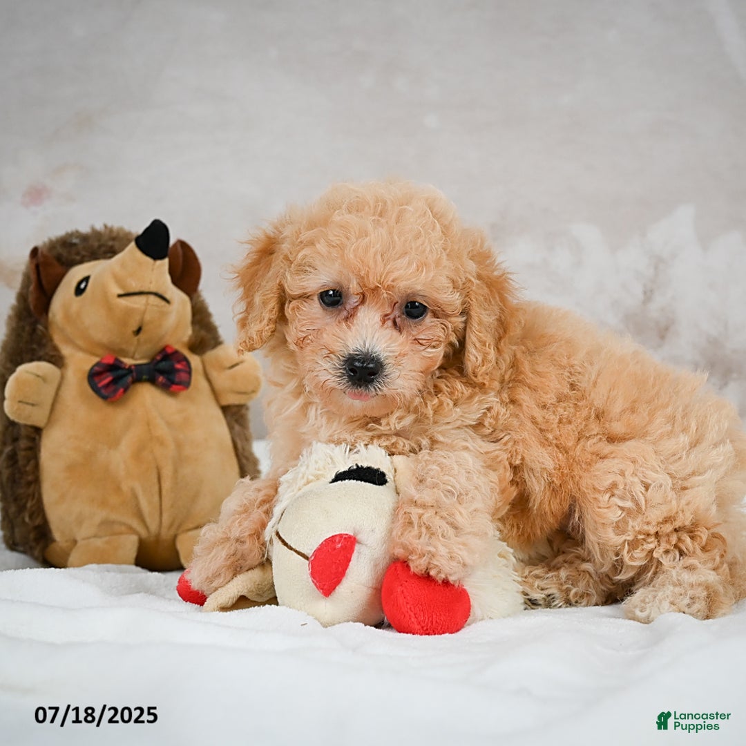 Bichpoo dogs for sale: Debby - Image 5