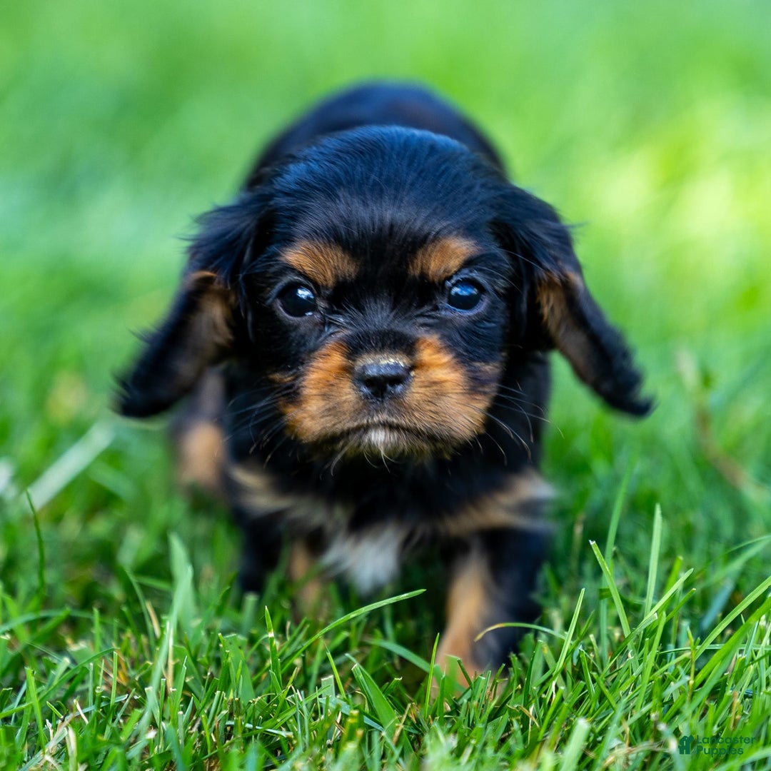 Cavalier King Charles Spaniel dogs for sale: Archie - Image 4
