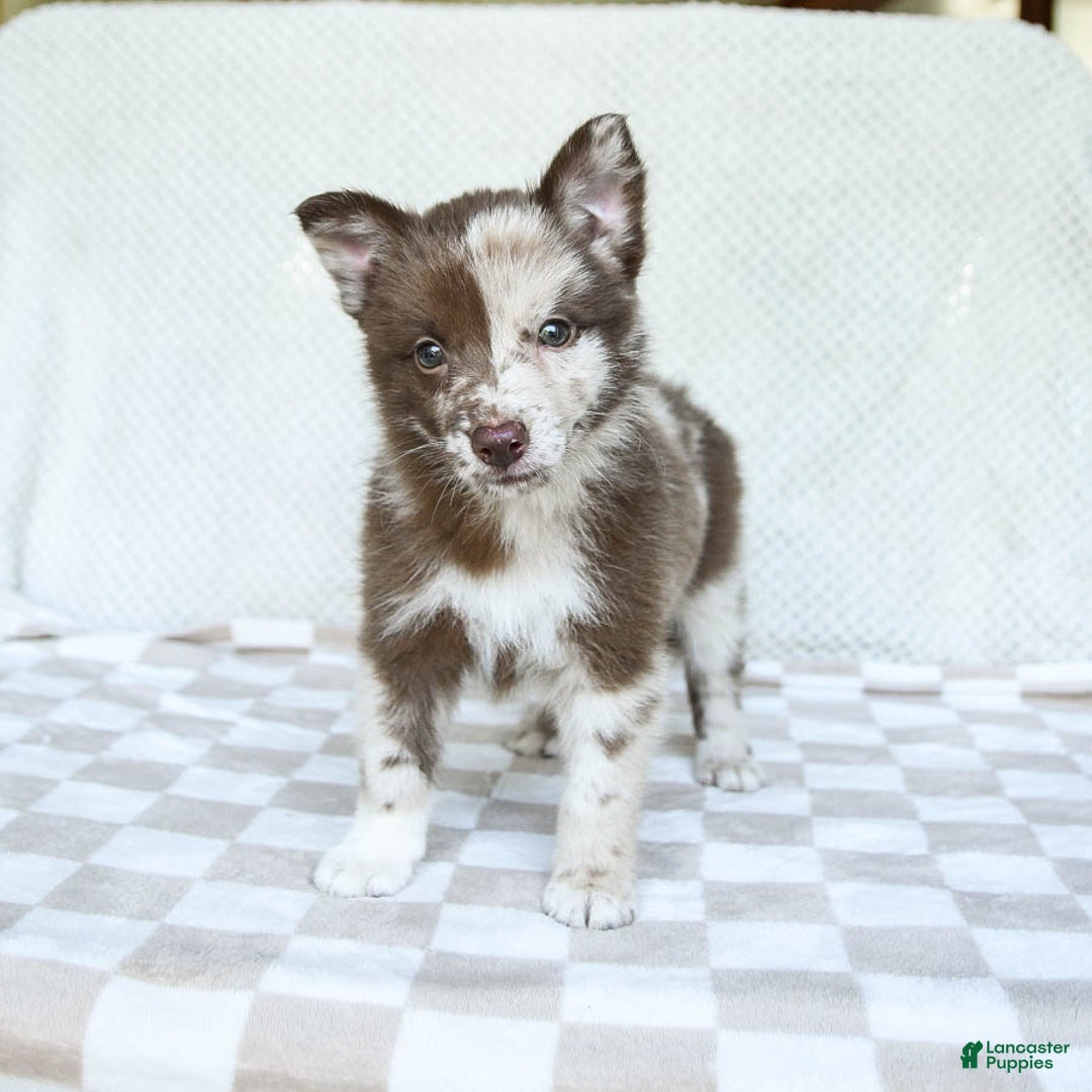 Pomsky dogs for sale: Buster - Image 5