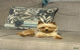 Yorkshire Terrier dogs for sale: Bear - Image 8
