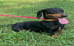 Dachshund dogs for sale: Tilly - Image 3