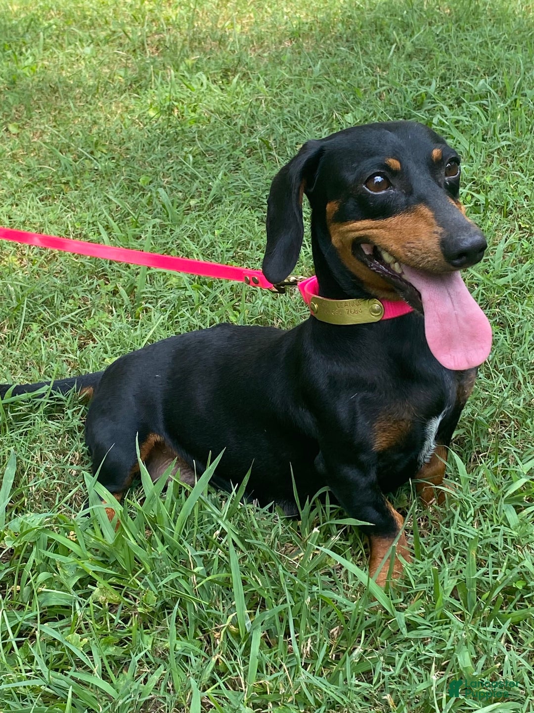 Dachshund dogs for sale: Tilly - Image 3
