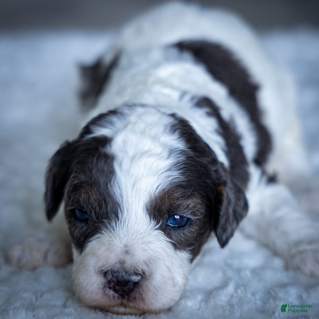 Cavapoo dogs for sale: Timon - Image 21