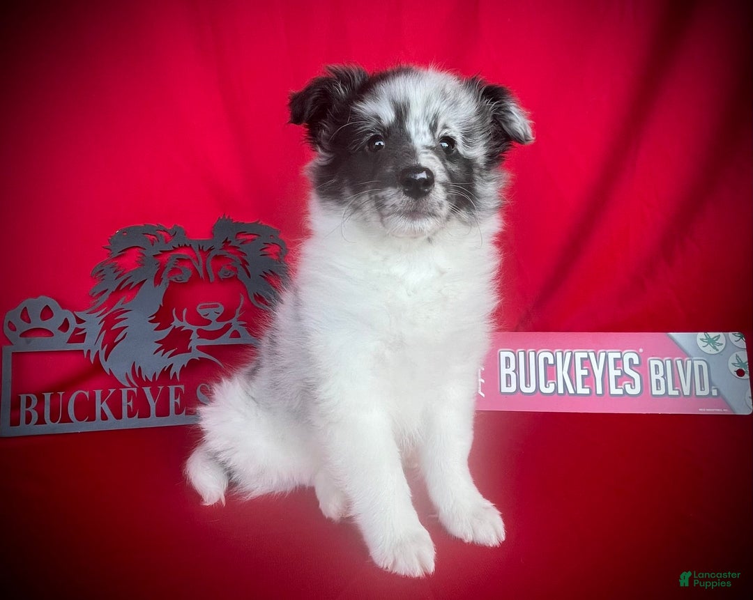 Shetland Sheepdog dogs for sale: Bi-blue Split Face - Image 3